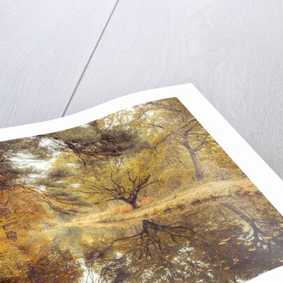 Canal through forest by Assaf Frank